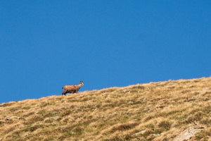 Chamois sur les crêtes