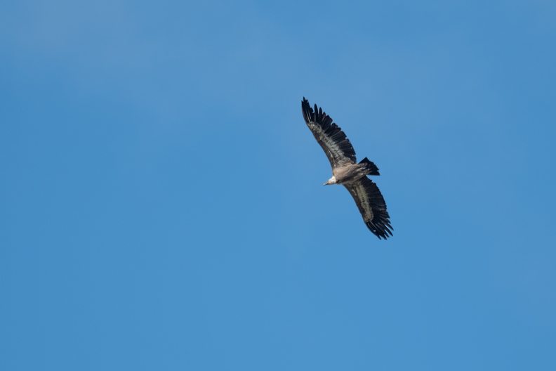 XT520579.jpg